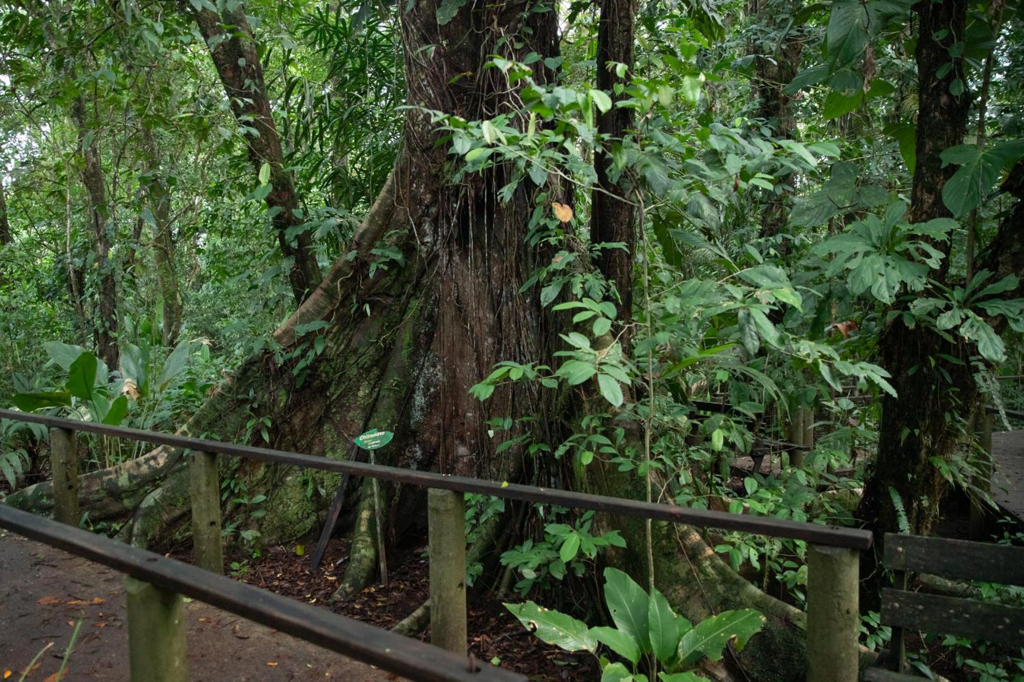 Pachira Lodge Tortuguero Exterior foto